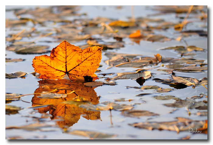 Feuilles mortes