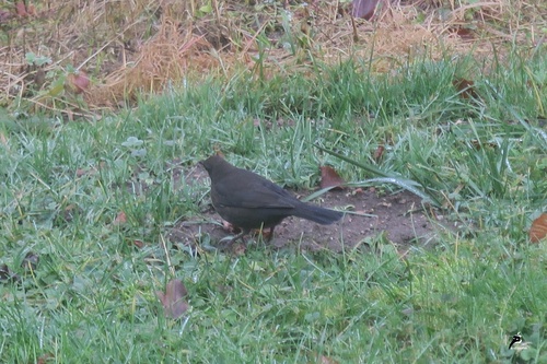 Visite d'une merlette