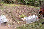 Mon Potager 2012