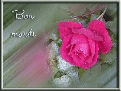 Gifs Bon Mardi Page 2 | Bon mardi, Fleur de pavot, Belles images de fleurs