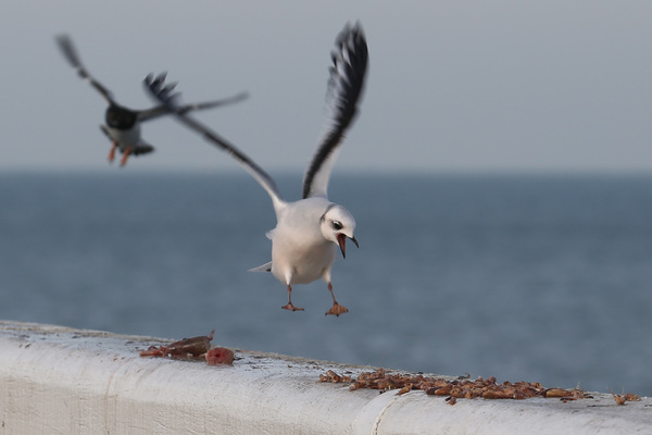 La Mouette de Ross