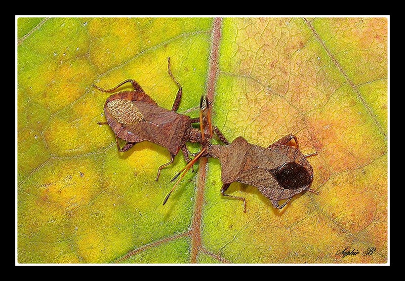 Conte d'automne .