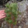 Pin à crochets (Pinus uncinata)