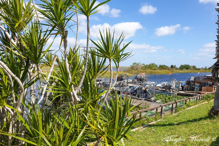 Floride : Une matinée aux Everglades