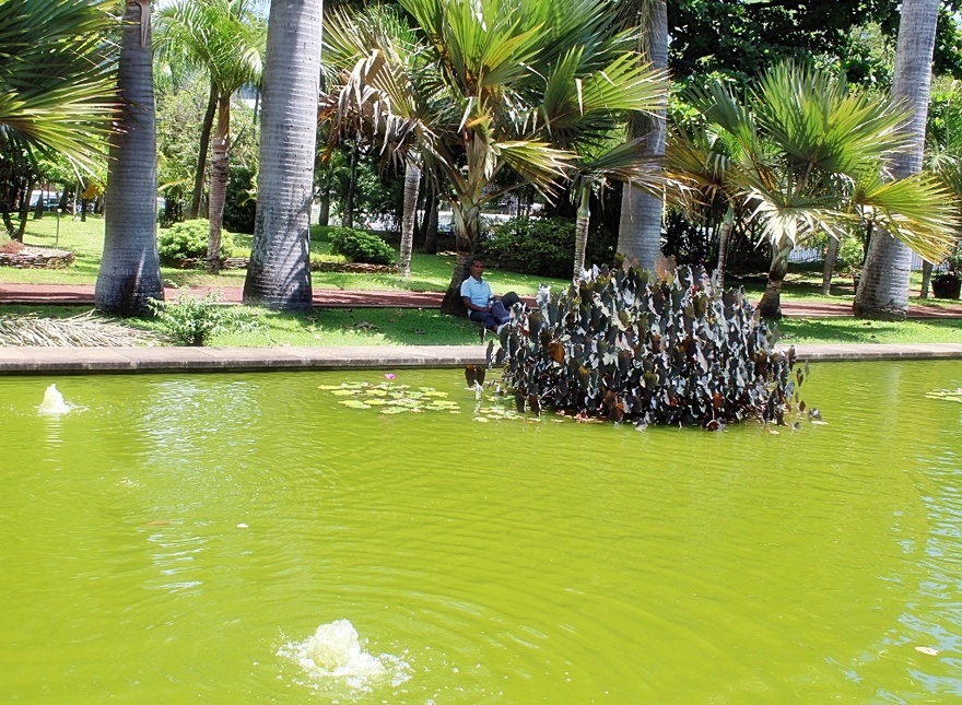 12/9/22 : JARDIN DE L'ETAT A SAINT-DENIS (5/6)