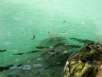 19avr 092 Kanchanaburi - Parc national d'Erawan - Baignade avec les poissons.