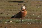 Oiseaux