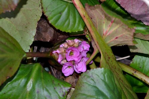 Bergenia