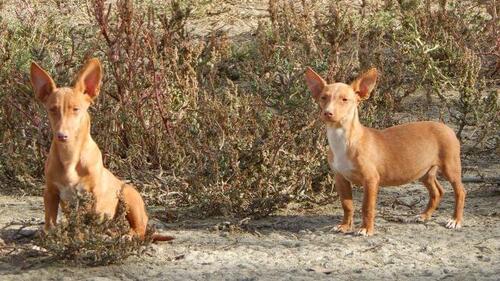 Quelques races de Podenco