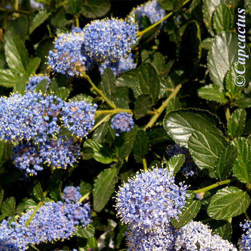 Floraisons violettes du mois de mars