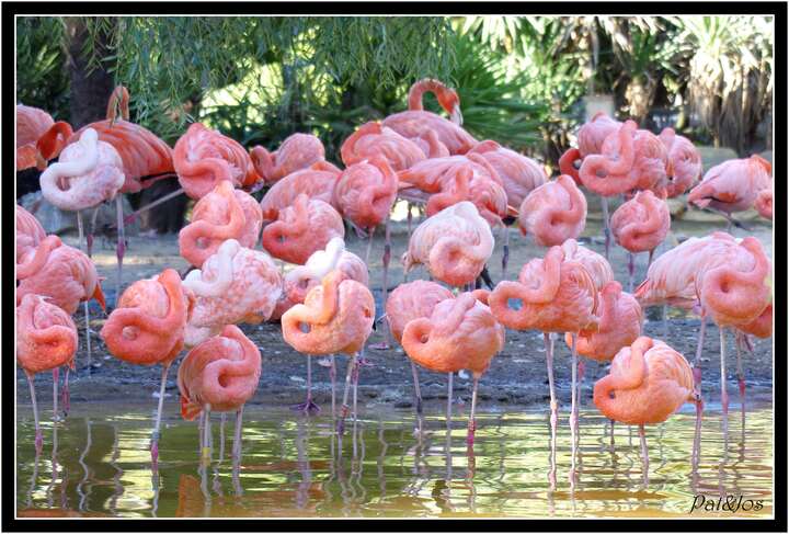 Flamant rose