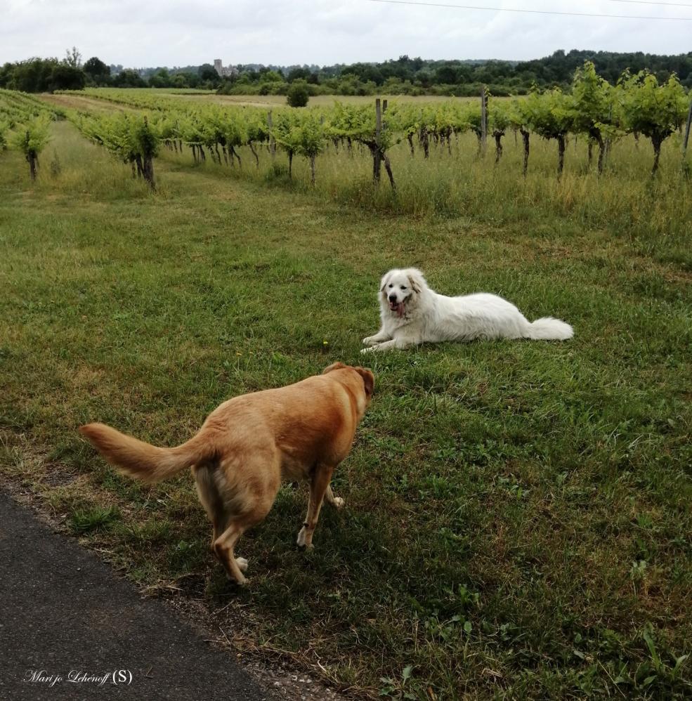 les deux toutous