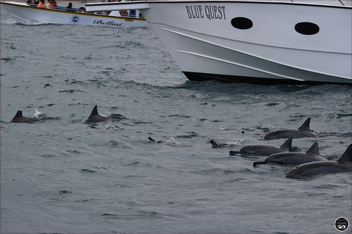 Nage avec les dauphins, à l'île Maurice