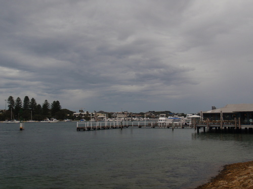 Les pelicans du bord  de la swan river