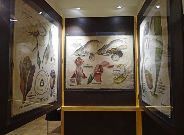 "Botanique entre Art et Sciences", une originale et superbe exposition au musée Buffon de Montbard.