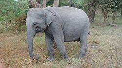 Fichier:Elephant eating Yala Sri Lanka.ogv