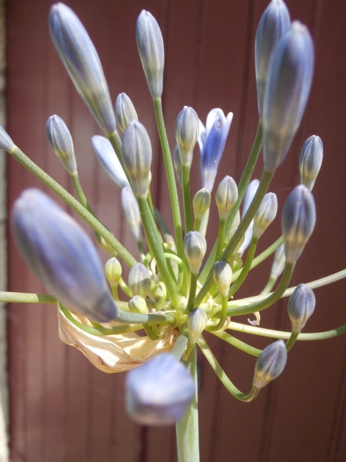 gros plan sur une inflorescence d’agapanthe en boutons sur fond flou de couleur bordeaux.