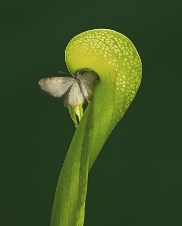 Les plantes carnivores ... 