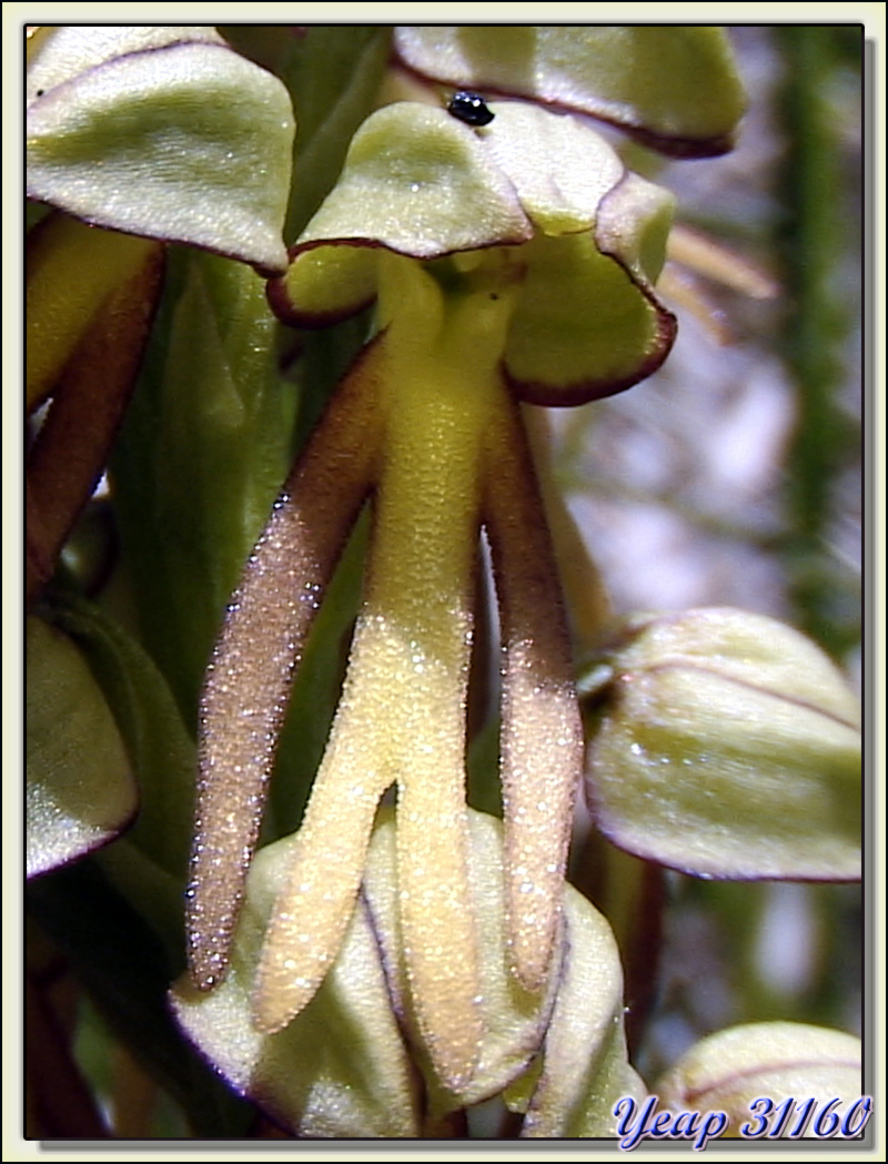 Petit bonhomme pendu en gros plan (Orchis - Aceras anthropophorum) - Aurignac - 31  (Flore