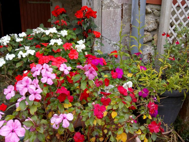 Jeudi dernier dans mon jardin