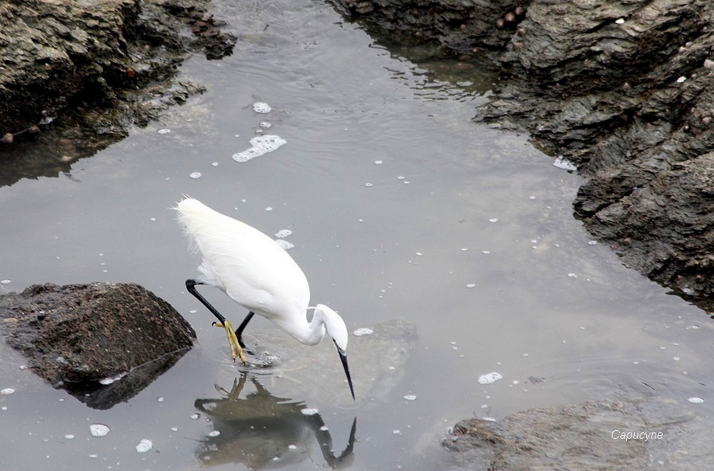 L'aigrette garzette à la pêche