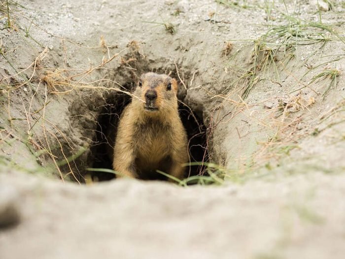 Jour de la marmotte: les marmottes sont de formidables architectes.