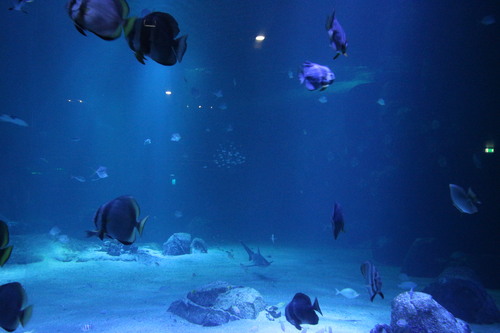 Nausicaa, l'aquarium de Boulogne-sur-Mer (62)