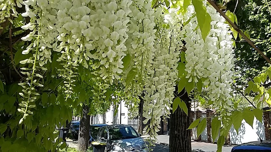 quelques clichés des fleurs du jardinet