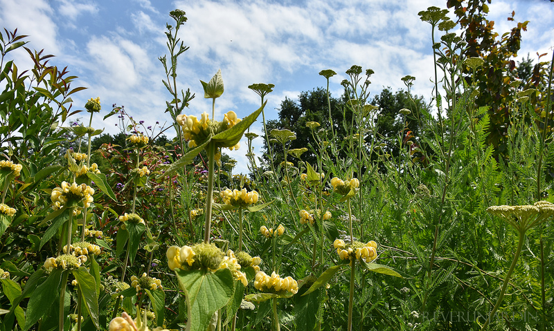 Le Jardin