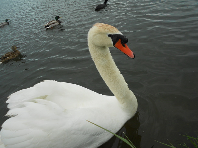 Comment apprivoiser un couple de cygnes !