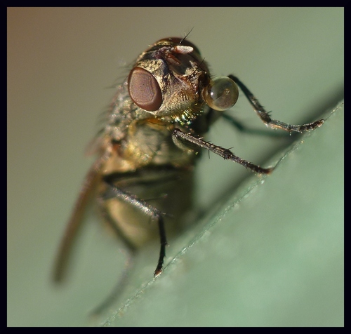 Mouche du sommeil