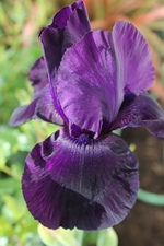 iris barbata Noir velouté