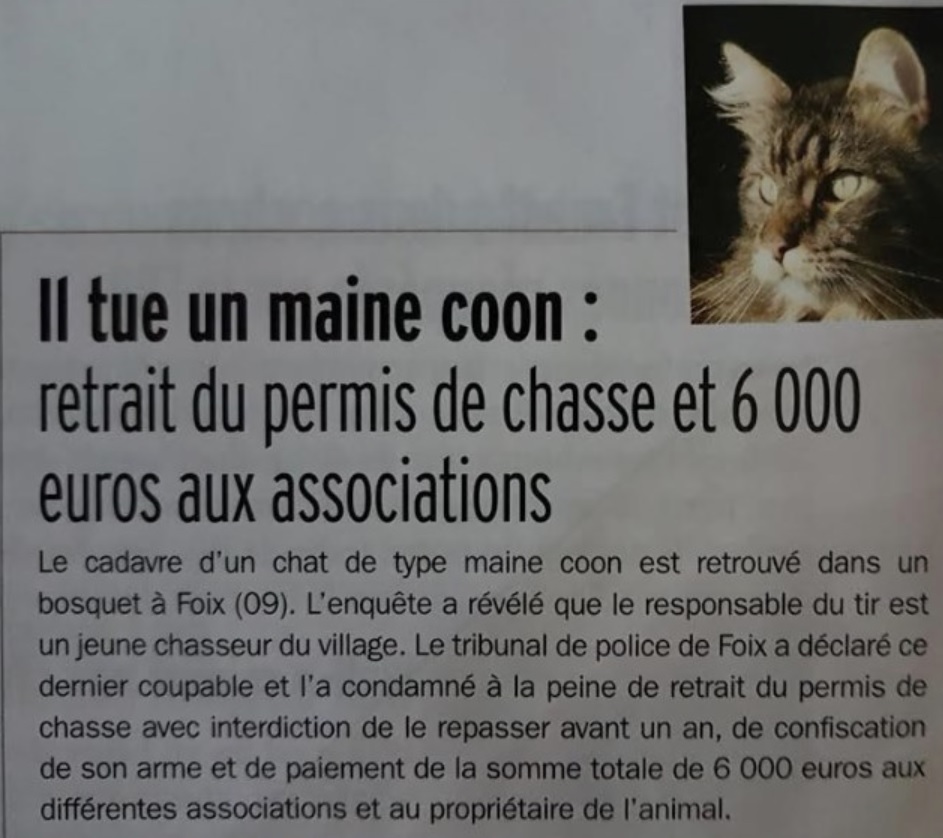 Vitry : des chats piégés à la glu comme des rats - Le Parisien