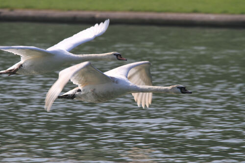 Cygne Tuberculé 2