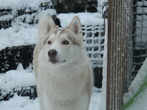 siberian husky dans la neige