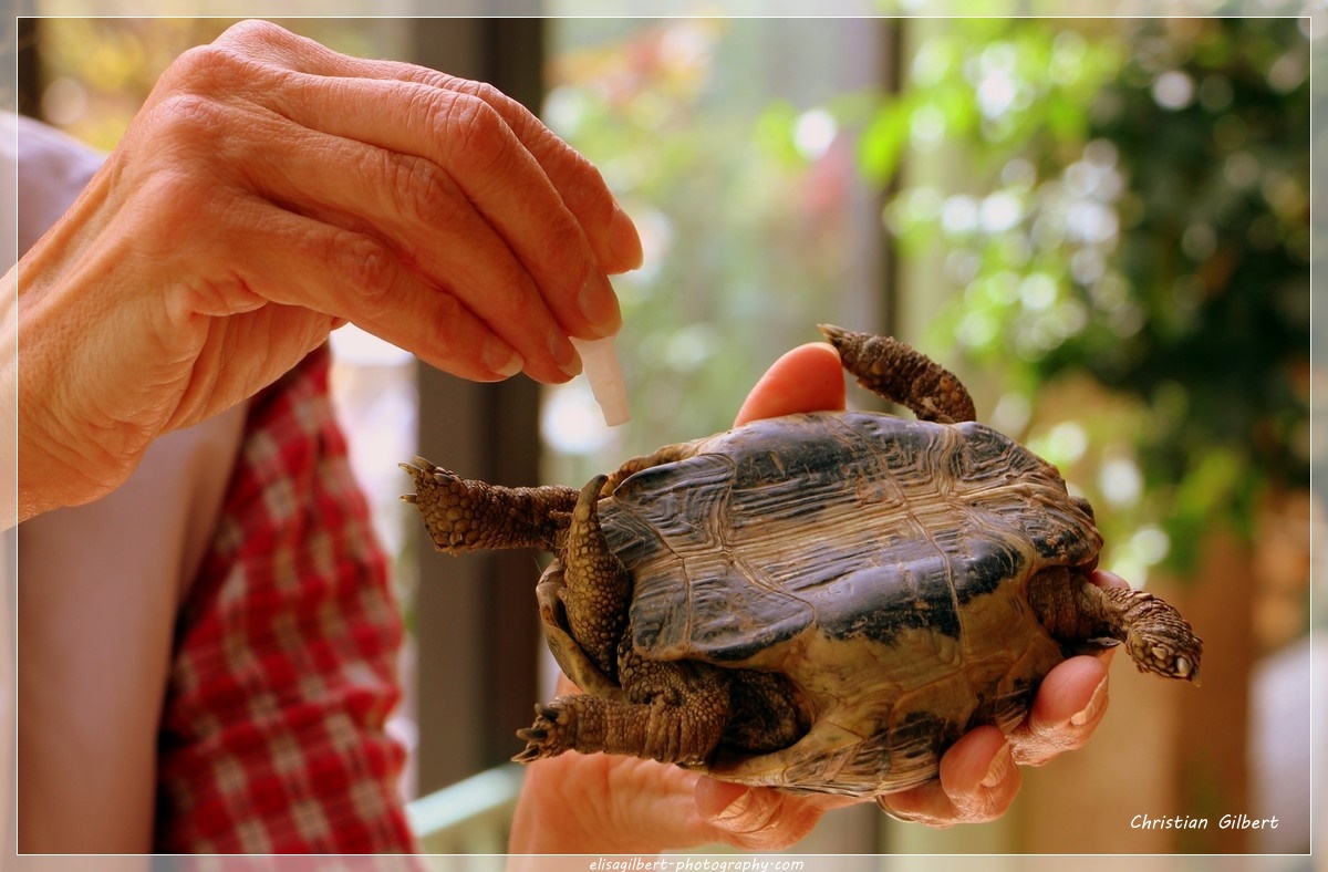 Pré-hibernation de la tortue d'Hermann - "Petits Bonheurs"