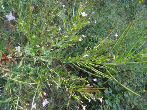 Fleurs roses