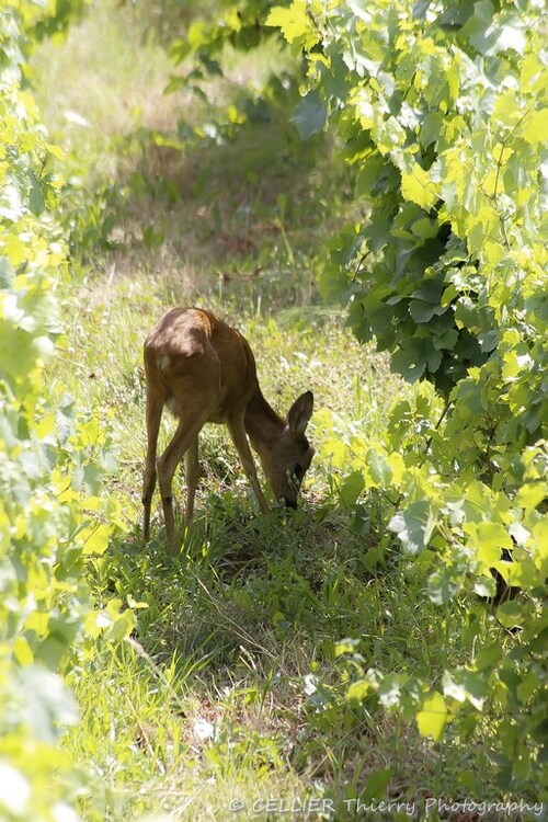 chevrette dans les vignes - saint jean de chevelu - Savoie