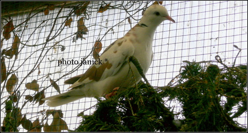 naissance mandarin .