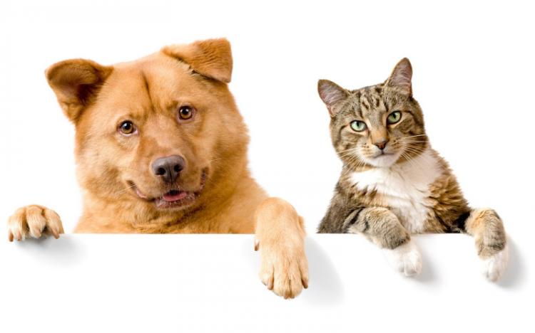 Le meilleur pour chiens et chats