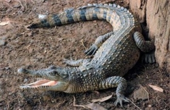 7 - Crocodylus novaeguineae