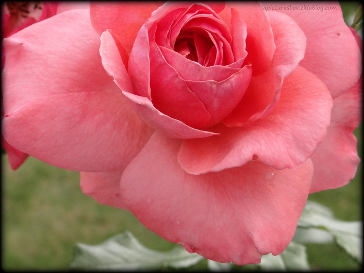 Détail d'une rose de couleur rose