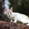 Serval (Leptailurus serval)