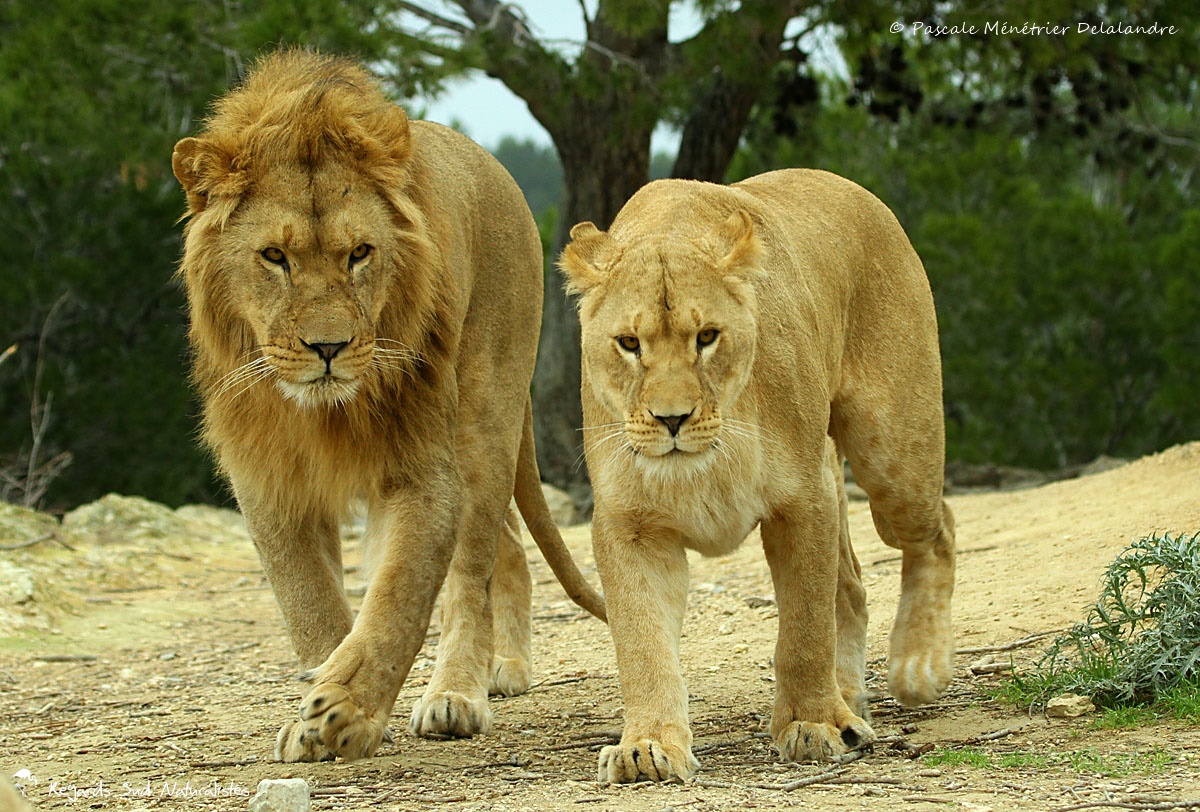 Couple de Lions 