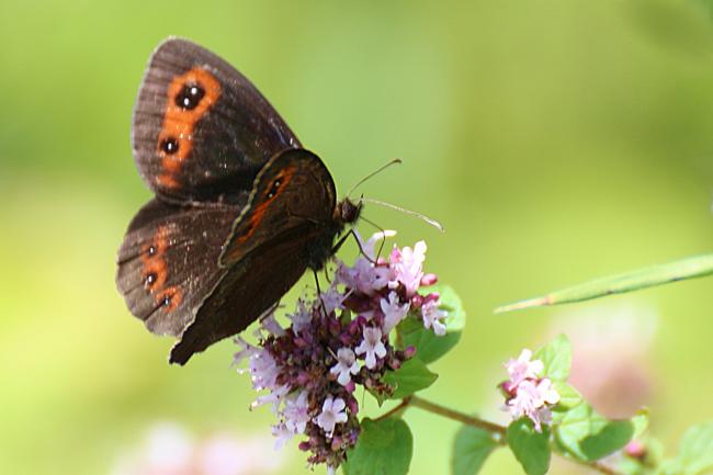 Moiré sylvicole ou Moiré tardif