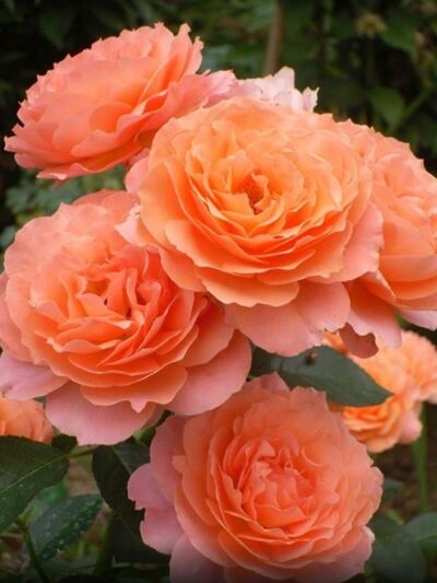 Roses couleur orange