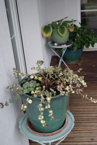 sedum sieboldii mediovariegata