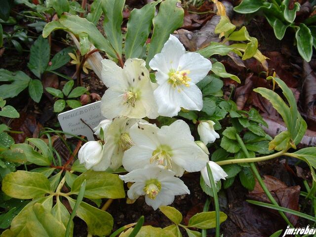 l'Hellébore orientale blanc, une vivace à floraison hivernale 