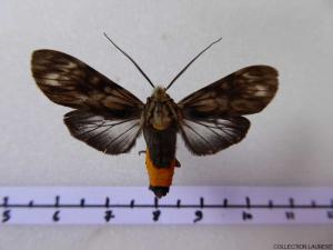 Euceron