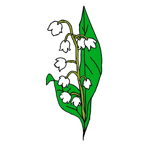 le muguet